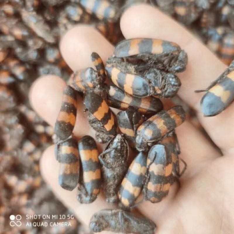 云南中药材斑毛蝥虫斑毛班虫精选大个10克中药材禁止内服只能外用250