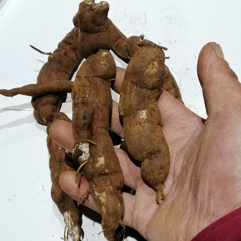 有仁堂(同仁同堂)新鲜雪里开生货贵州野生中药材根拐子药蛇松子单叶