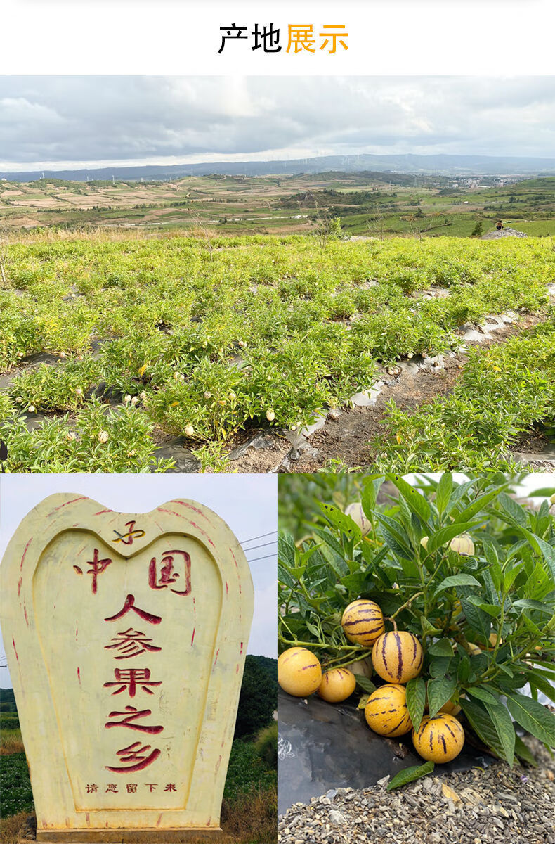 更多参数>>国产/进口:国产类别:人参果包装形式:简装商品产地:其他