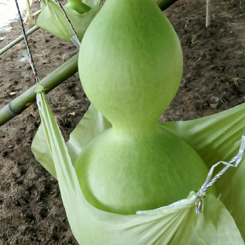 农之子 葫芦种子特大亚腰葫芦苗 寿禾大亚腰葫芦种子 20粒x2袋【30