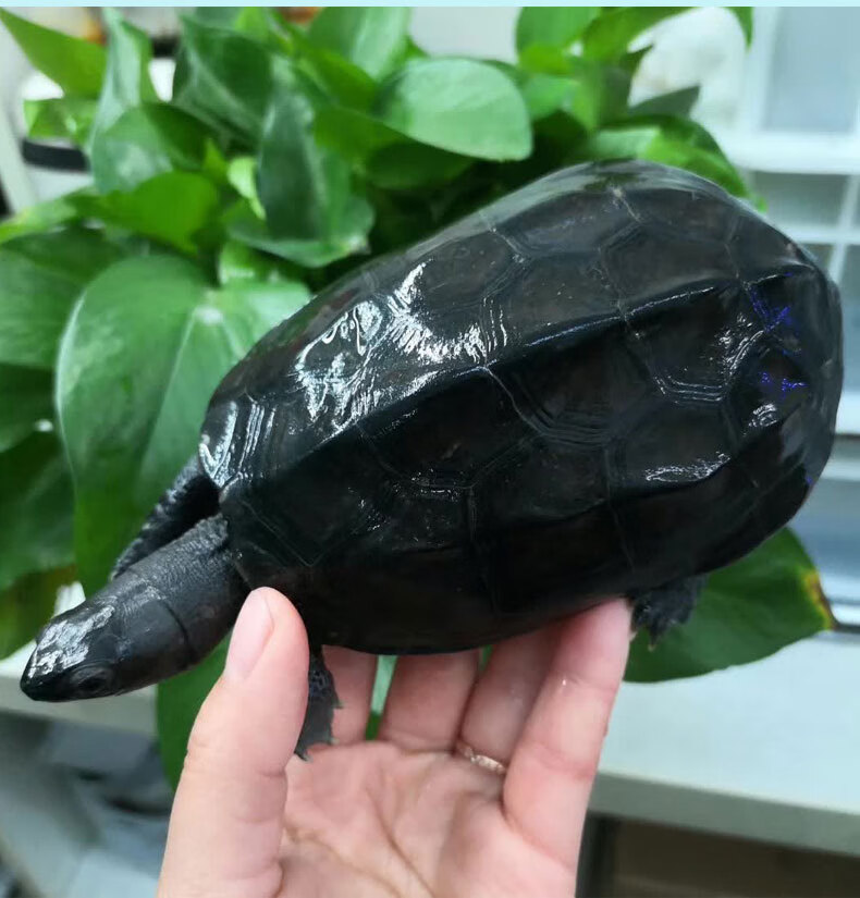 墨龟纯种全黑中华草龟苗乌龟掌中宝乌龟活物镇宅顶墨半墨全墨 墨龟苗6