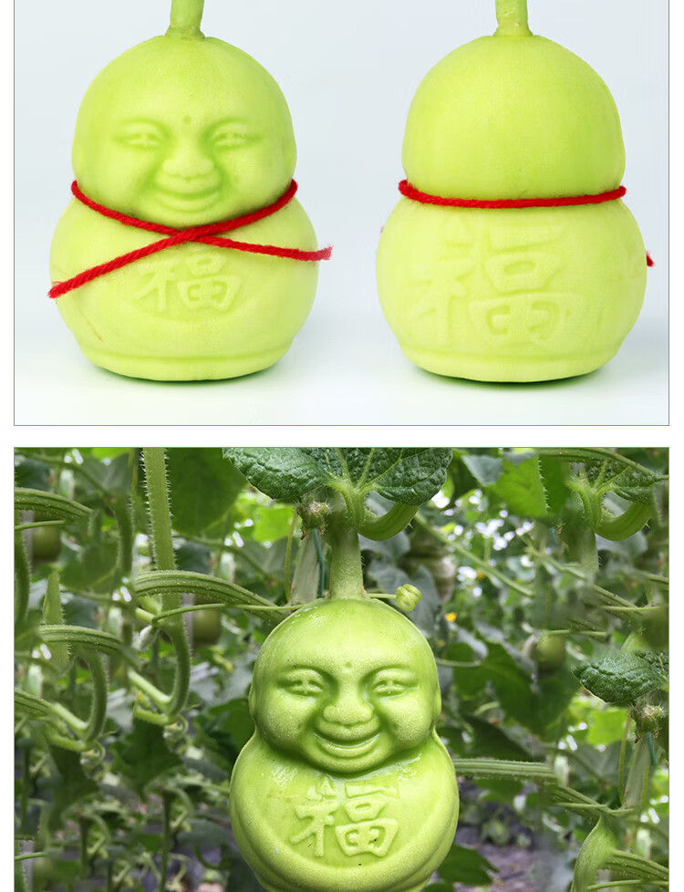 a级人参果娃娃福娃人形果人生果节日水果人形娃娃寿果贡果鲜果2个