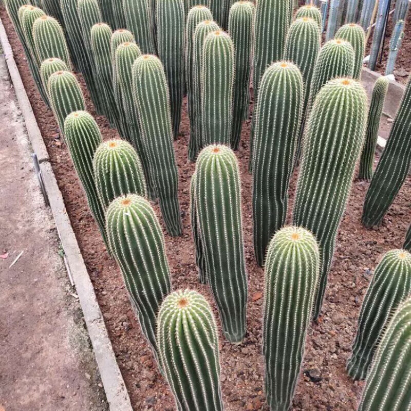 园艺实生大凤龙仙人柱超肥超直盆栽仙人掌仙人球易养美观实生高1518