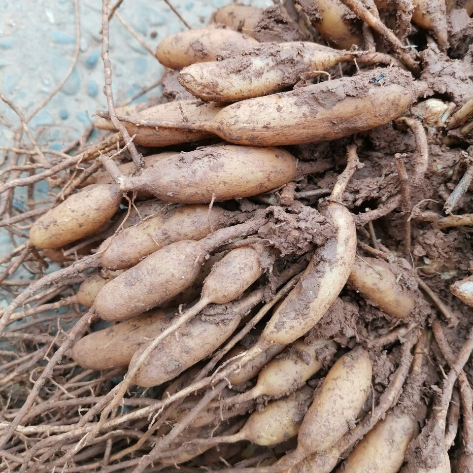 四川野生天冬草泡酒新鲜天门冬中药材川天冬根新货大门冬根【益补萃】