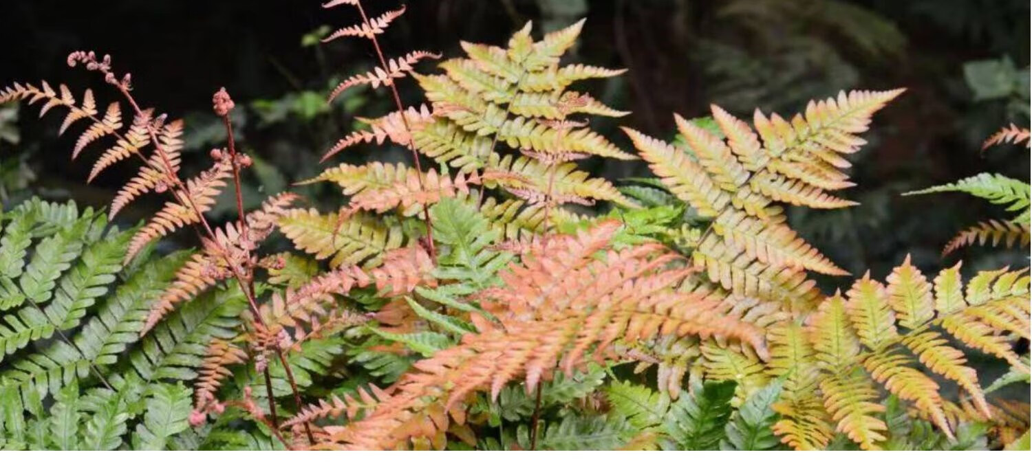 2022新 款可狄(kedi)彩虹蕨红盖鳞毛蕨室内盆栽庭院花园观叶植物四季