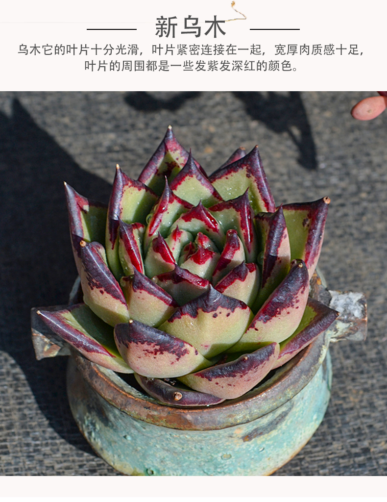 血罗罗宾乌木多肉植物精品贵货大颗肉肉老桩稀有品种多肉开花植物罗宾