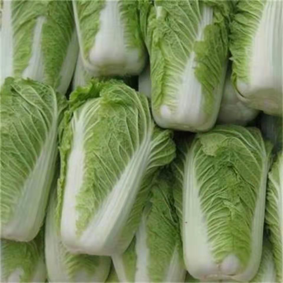 东北大白菜冬储菜农户自种脆甜可口大白菜白菜5斤
