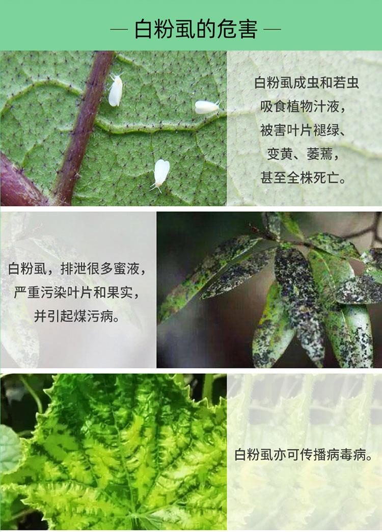 农药店白粉虱专用药联菊啶虫脒辣椒番茄瓜果树蔬菜蚜虫木虱杀虫剂200