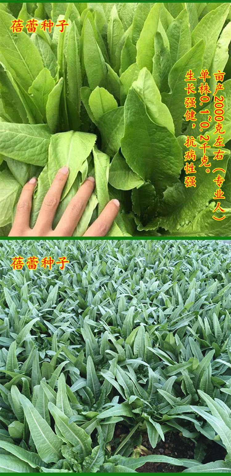 油麥菜種籽四季無斑香油嘜種子春秋季農家青菜陽臺盆栽蔬菜種孑籽四季