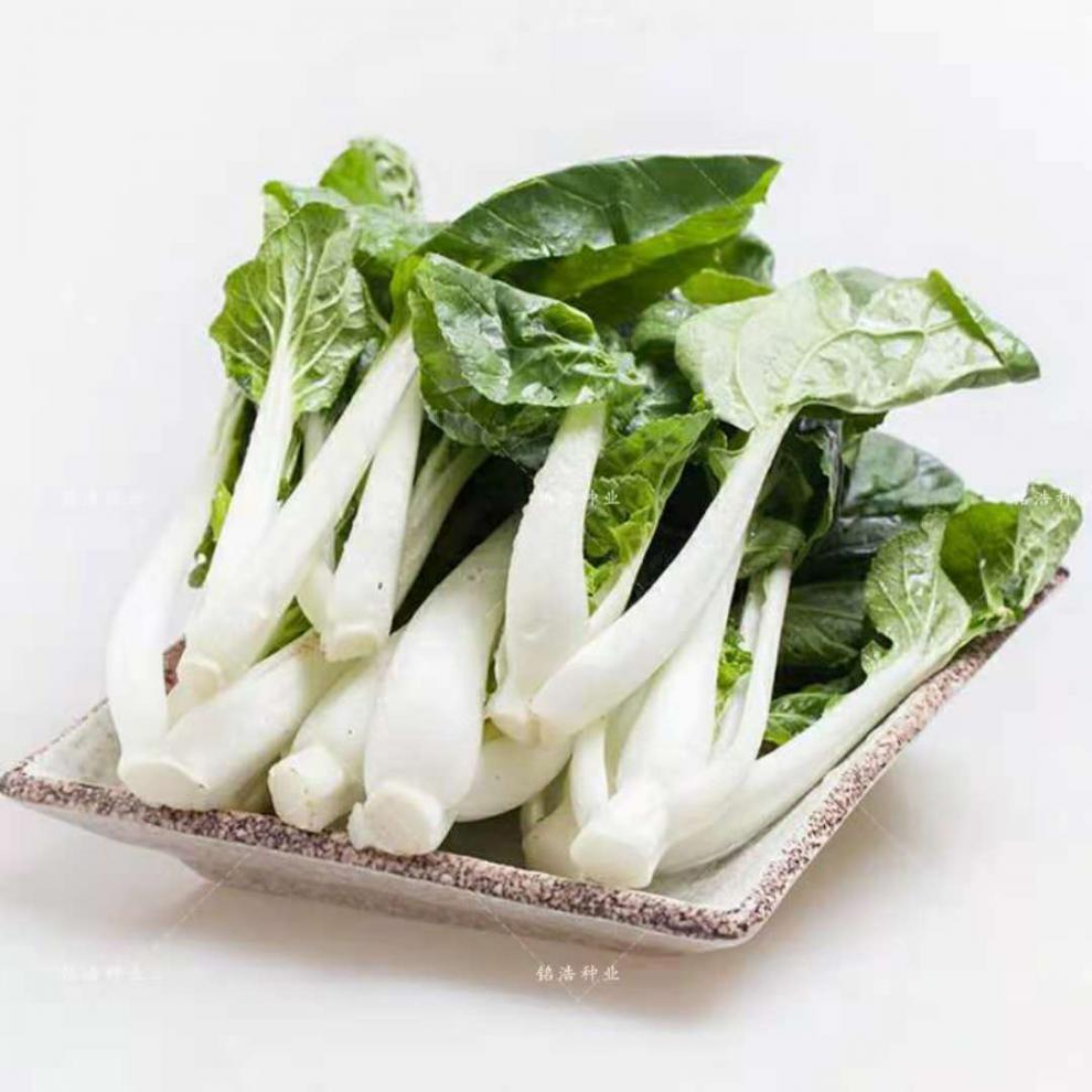 奶白菜种子小白菜籽青菜黑油菜四季播蔬菜春夏秋冬季种植种有机菜奶