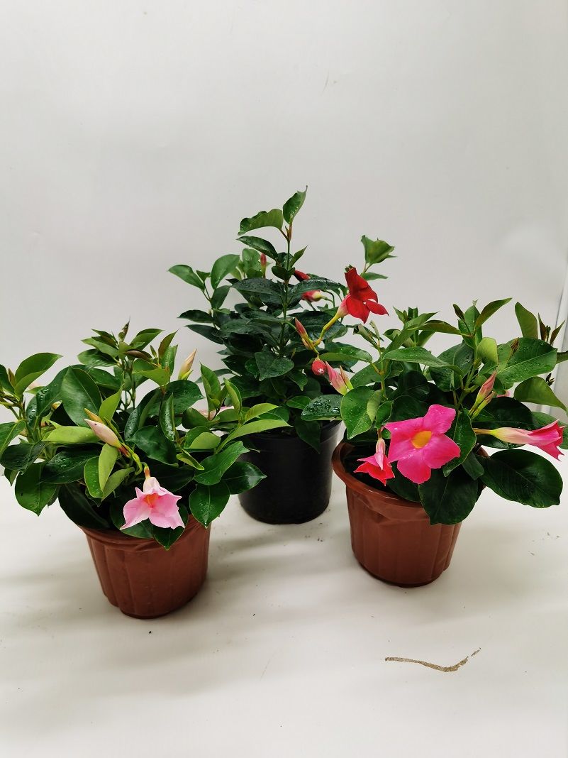 磐阙*上新花卉万里飘香藤盆栽四季开花带花苞飘香藤室内阳台种植花卉