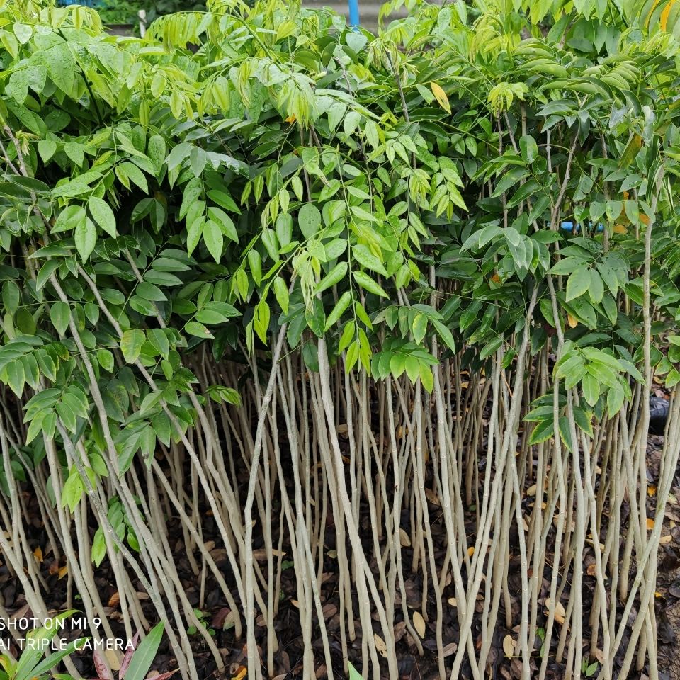 祉鹿 黃花梨樹苗木海南樹苖苗降香黃檀紅木 40-50cm兩棵【圖片 價格