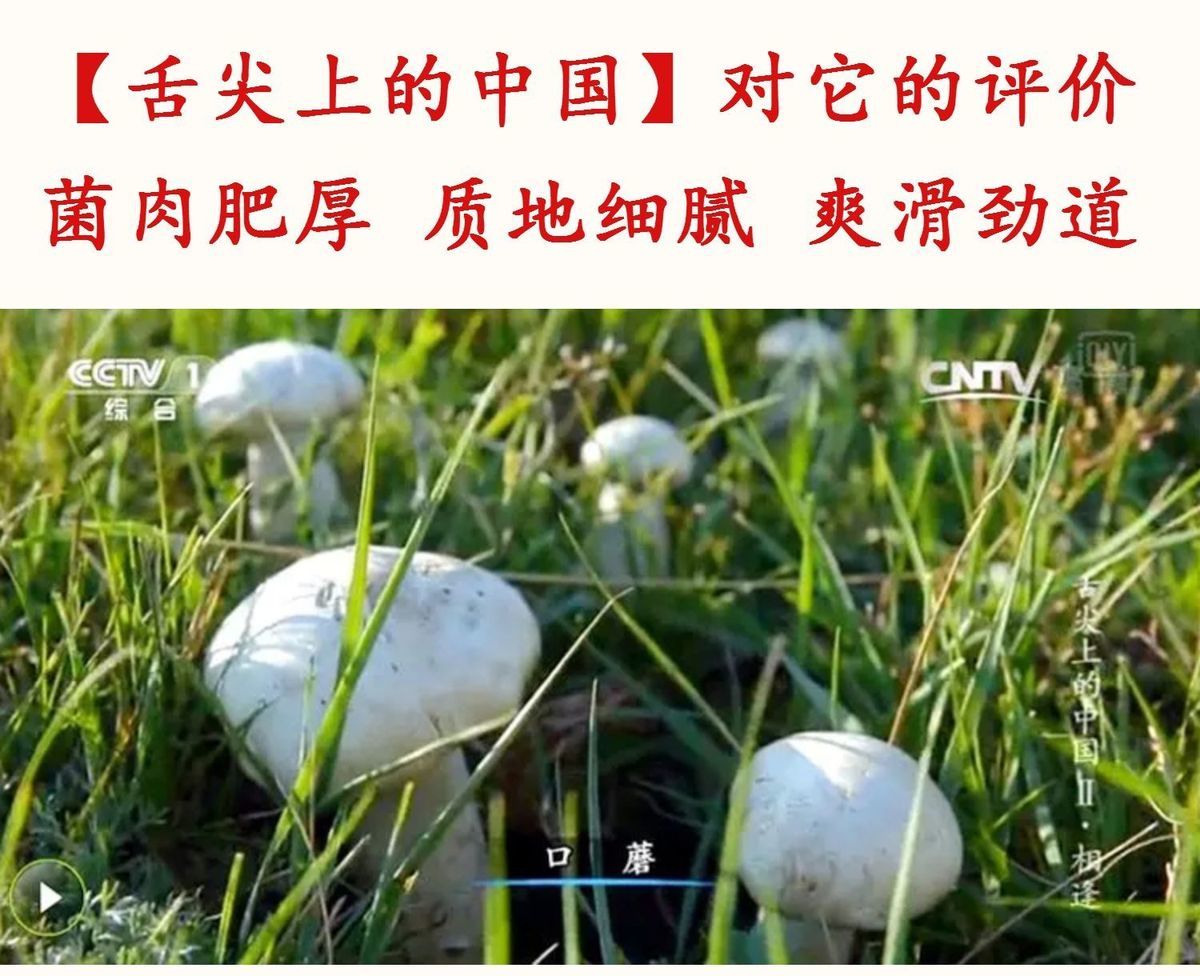 蘑菇干货口蘑张北草原野生双孢菇舌尖上的中国推荐正宗白蘑菇干货野生