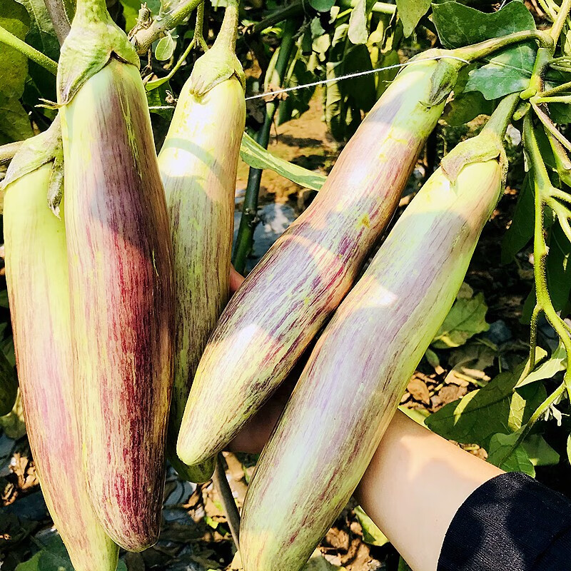 云南冰川茄子新鲜招积蔬名菜缅甸正宗脆皮糯花茄餐厅