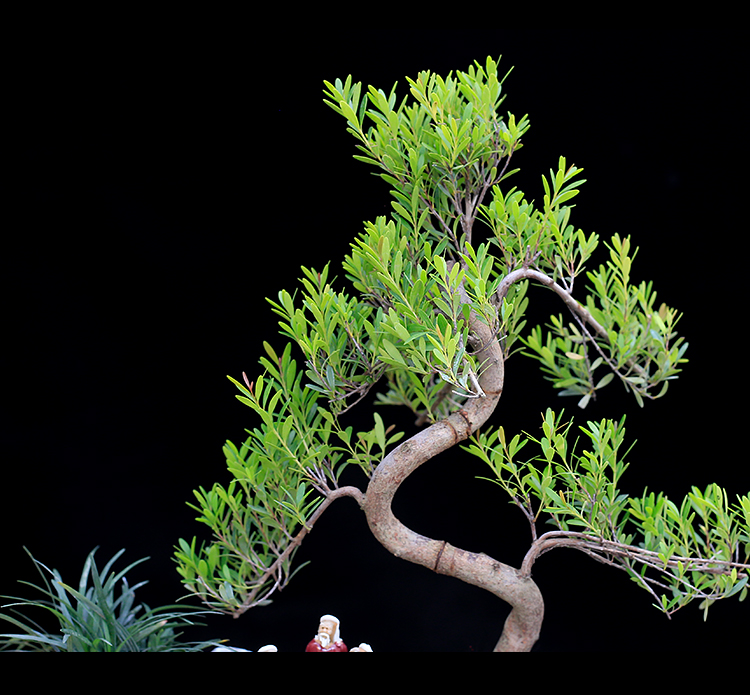 红杨盆景植物室内造型小叶赤楠绿植办公室客厅桌面盆栽四季常青 提跟