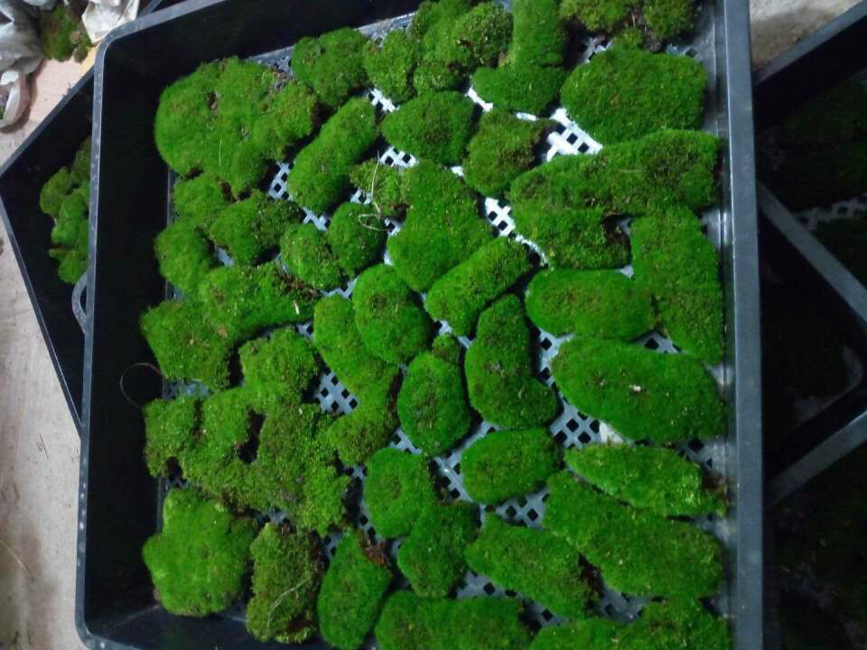 苔藓微景观青苔盆景装饰造景植物铺面鲜活假山水陆缸diy室内绿植小灰
