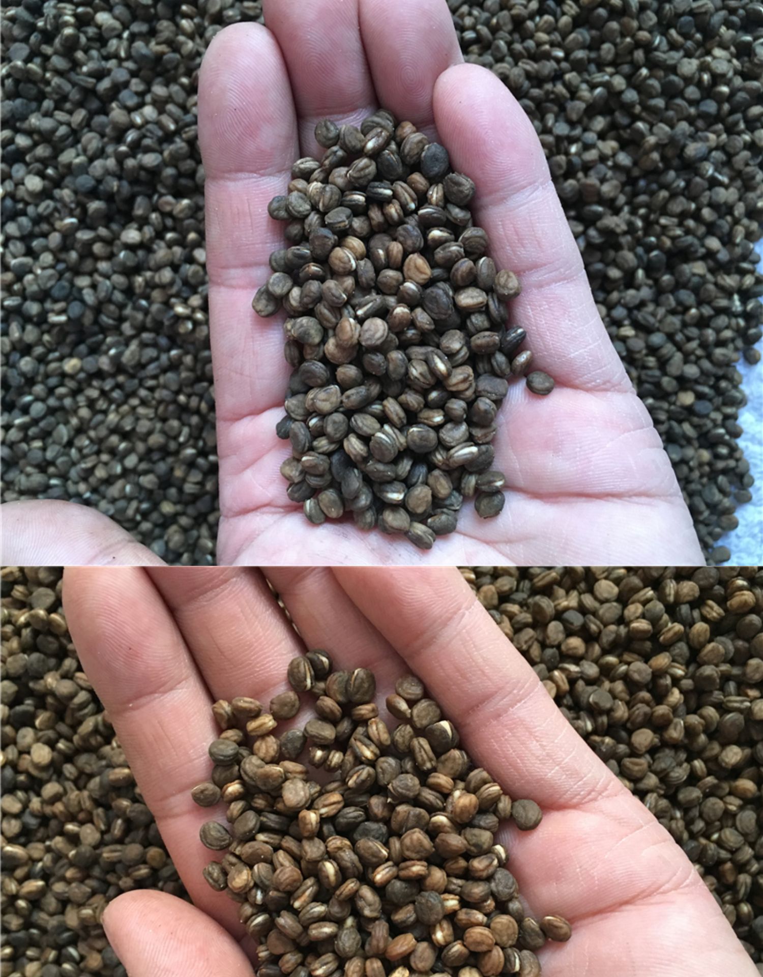 长白山新鲜人参人参苗人参种子西洋参种子林下参种子野山参种子3年