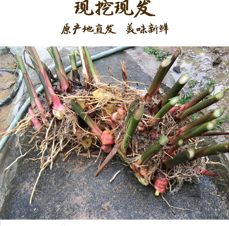 新鲜南姜冬阴功汤料山姜头蓝姜食用5斤