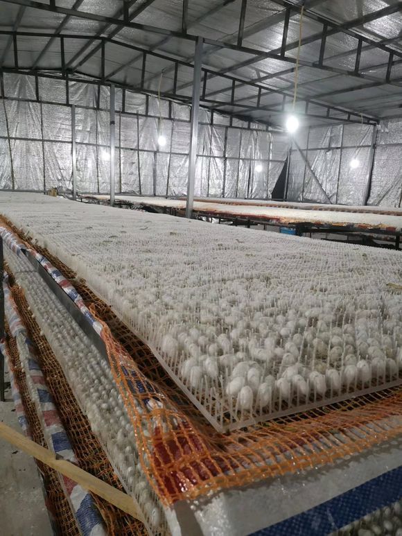 养蚕用结茧网蚕宝宝吐丝养殖塑料网蚕簇新型塑料方格簇折蔟上山网柚