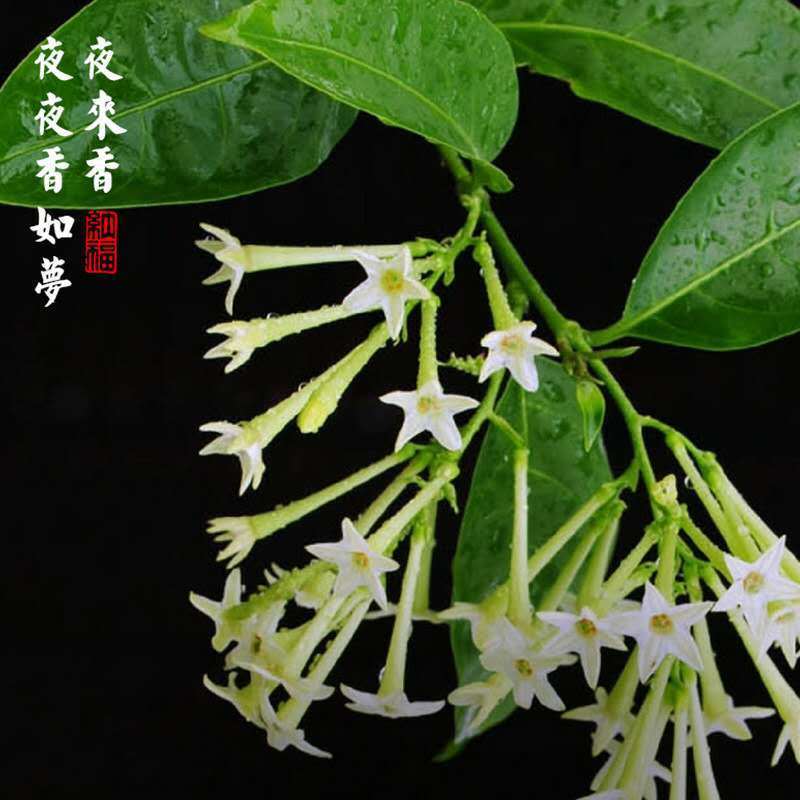 夜来香盆栽绿植驱蚊植物夜香花夜兰香夜丁香千里香浓香型花卉花苗