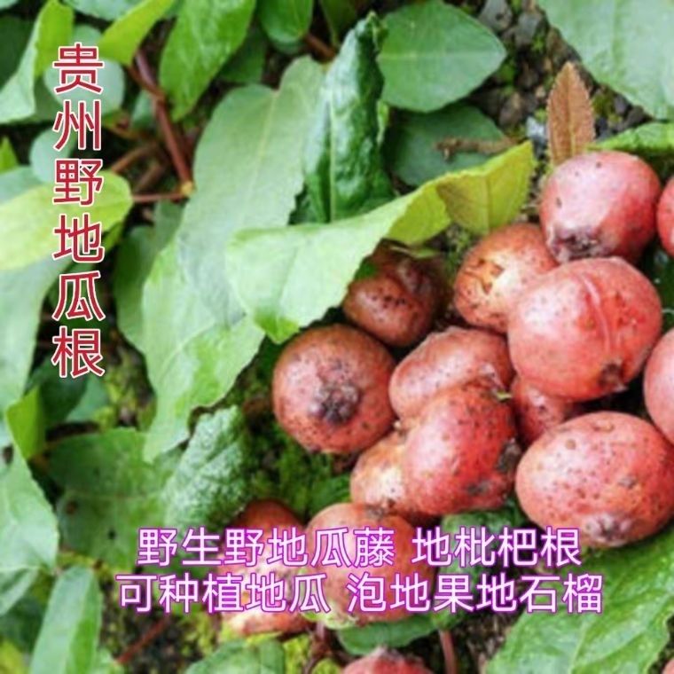 田石榴草药功效与作用图片