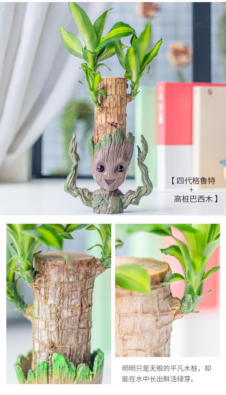 涞思芊品质保证巴西木幸运木花盆室内办公室桌面盆栽格鲁特小树人水培