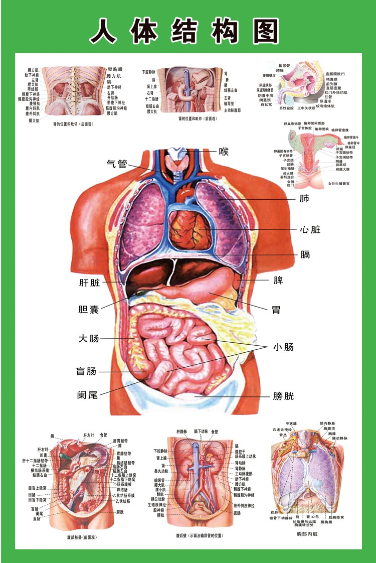 人体左下体内器官图解图片