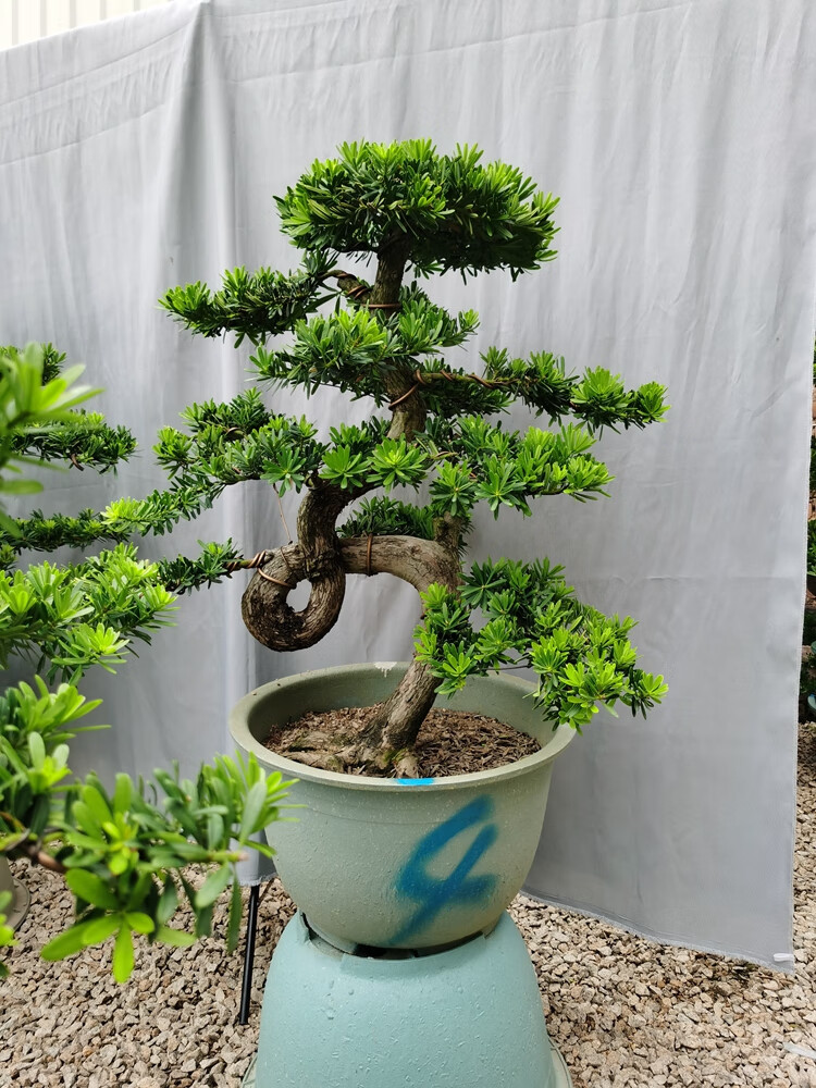 陶瓷盆罗汉松-迎客松 含盆【图片 价格 品牌 报价】-京东