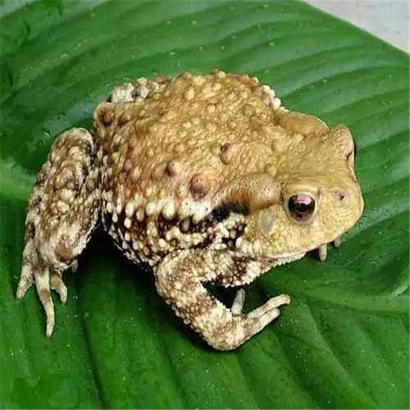 伟博药材 活癞蛤蟆 活蟾蜍 癞蛤蟆 癞蛤蟆活 蟾蜍活体 250克/只【图片