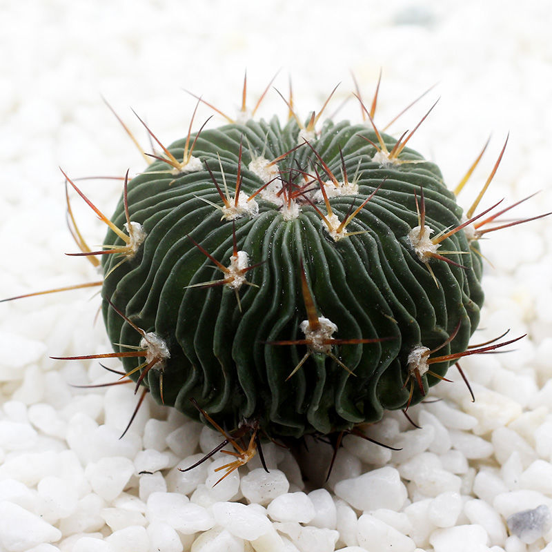 卉雙多肉植物仙人球掌各種球類金虎三色球稀有仙人球 江守玉4cm【圖片