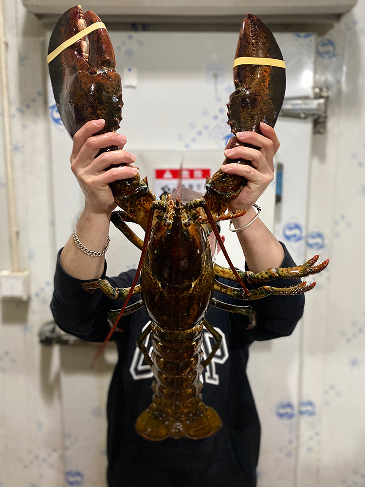 波士顿龙虾特大5斤15斤波龙海鲜水产加拿大进口鲜活澳洲大龙虾1500g