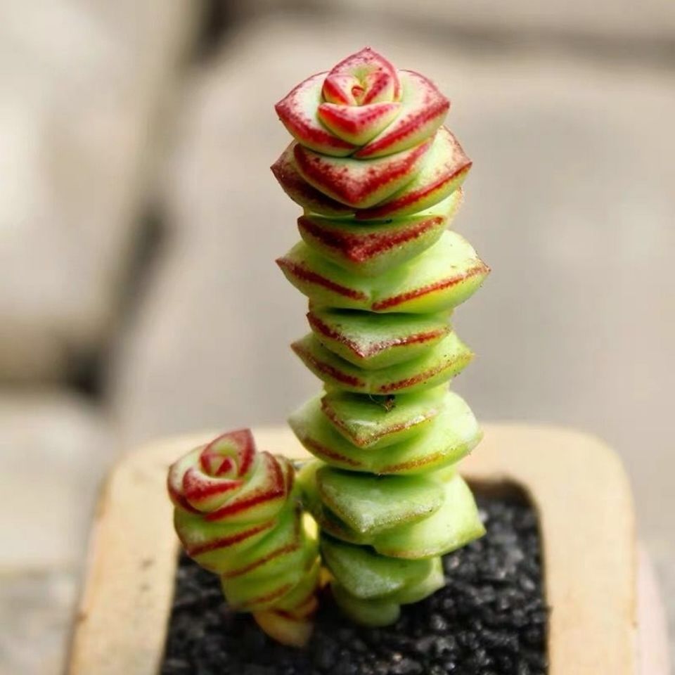 钱串子多肉钱串多头群生多肉植物盆栽新手好养老桩肉肉植物室内花卉