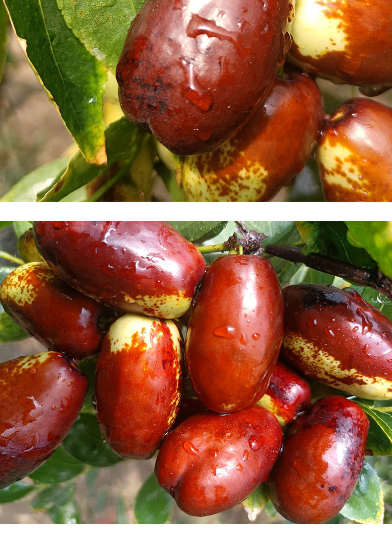 新鲜爆甜特级灵武长枣新鲜冬枣新鲜枣子脆甜长枣冬枣皮薄肉多普通小果