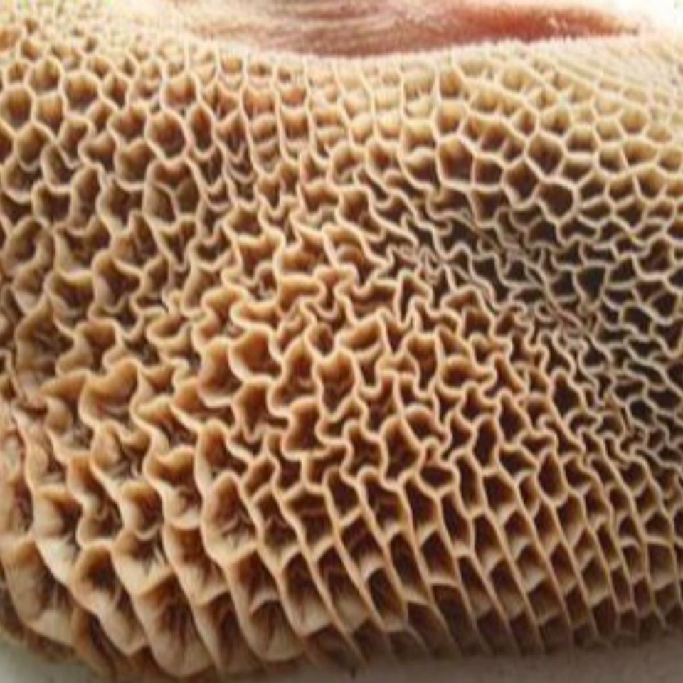 新鲜冷冻牛肚牛蜂窝肚牛金钱肚不水发无任何添加调理顺丰4斤真空包装