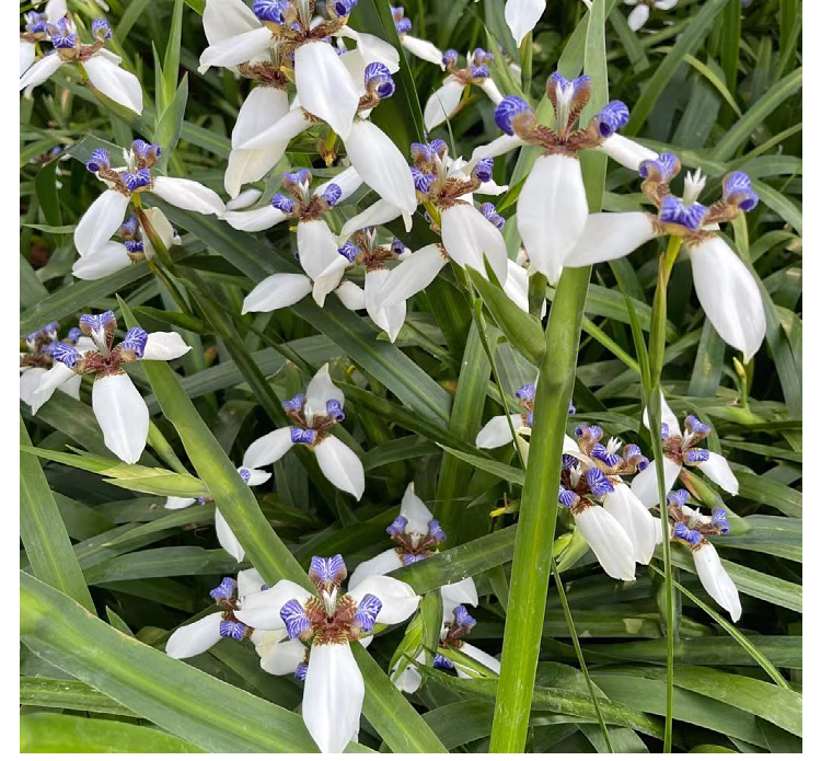 巴西鳶尾蘭陽臺庭院盆栽巴西鳶尾蘭花玉蝴蝶易養活植物四季常綠8棵不