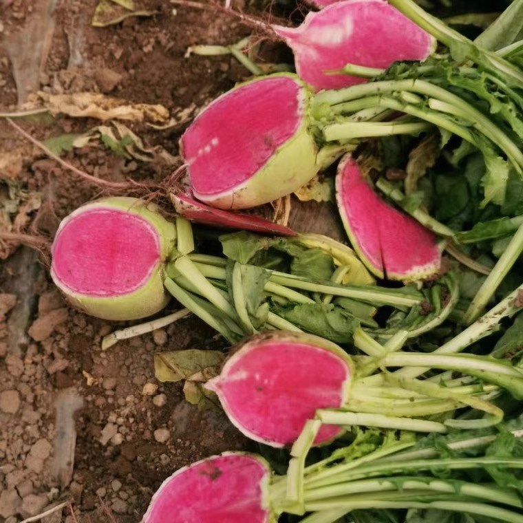 北京满堂红心里美萝卜种子 高产速生水果萝卜蔬菜籽种 口感脆甜 北京