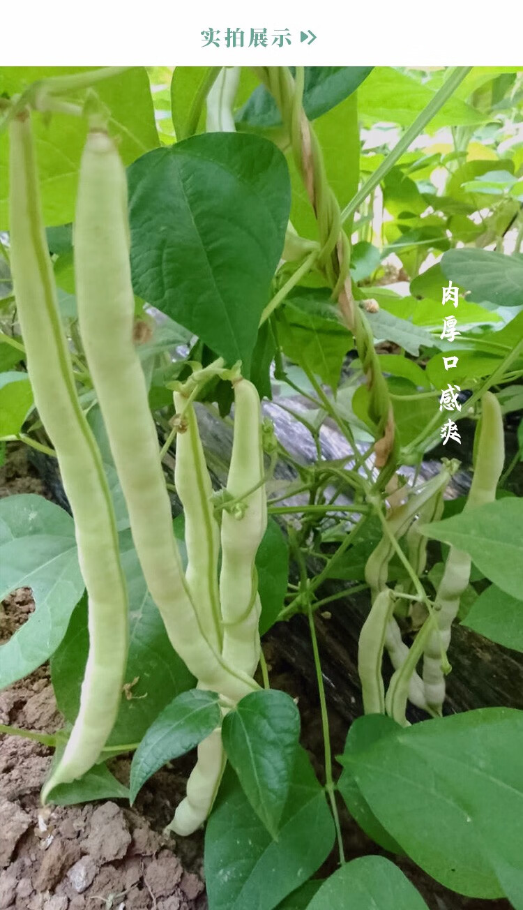 寿禾四季豆种子豆角九粒白芸豆苗高产种籽早熟南极星吉星九粒白种子