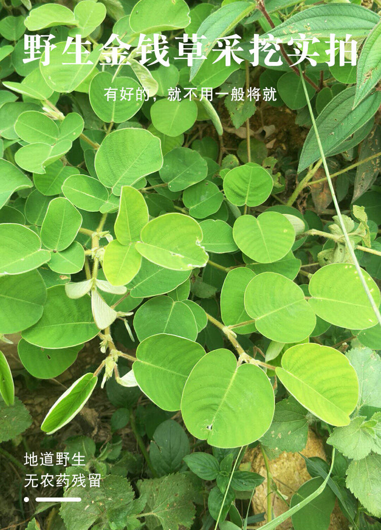 金钱草批发广西金钱草中草药广金钱草冲剂金钱草茶金钱草干品益补萃单