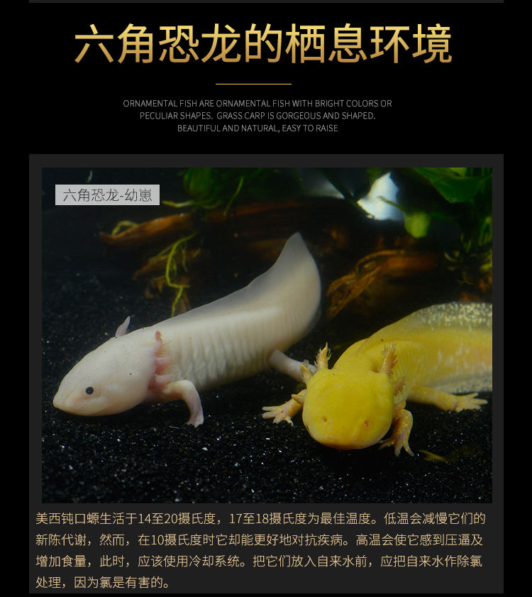 六角恐龙鱼淡水冷水鱼金鱼锦鲤观赏鱼饲养六角鱼龙鱼活体小娃娃鱼六角