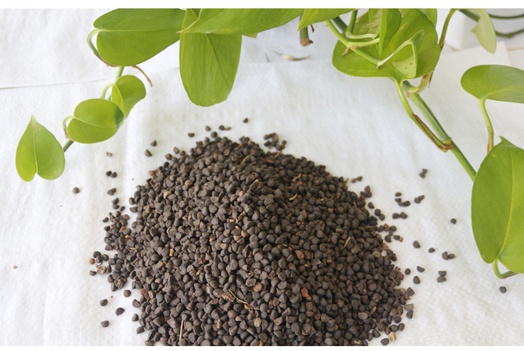 沐智牵牛花种子混色爬山虎苗爬藤绿植阳台庭院种植喇叭花籽易种矮牵牛