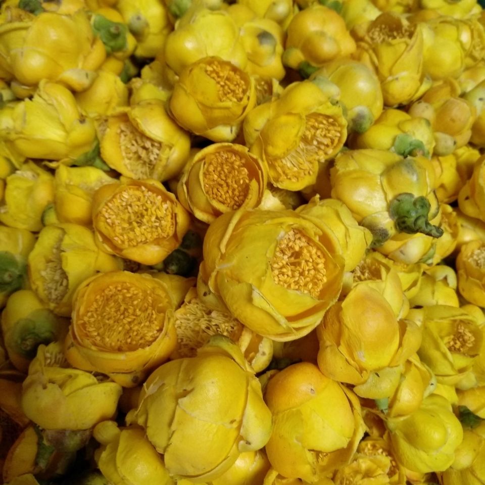 金花茶野生花茶广西防城十万大山茶精选特级防普冻干花养生茶精品试喝