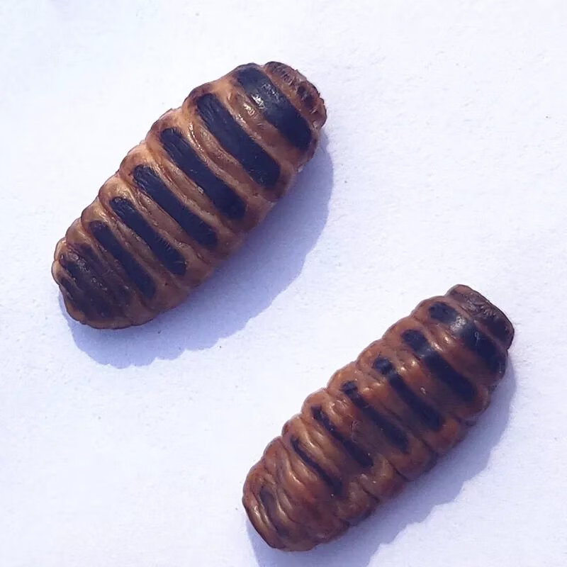 有仁堂保质保鲜羊鼻虫羊鼻涕虫羊角虫 羊鼻涕虫羊虫子药引子 5只 新鲜