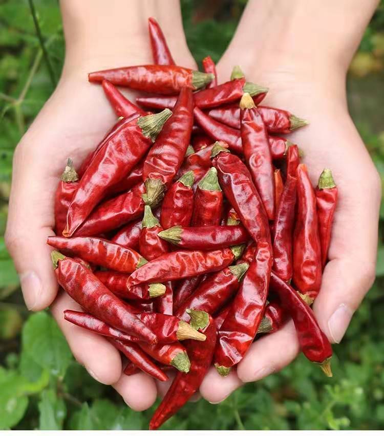 超辣七星椒满天星干辣椒贵州特产批发500克2500克辣椒粉面小米椒整个