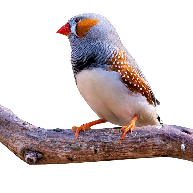 养殖场珍珠鸟活体一对白色灰色驼色观赏鸟手养鸟小型鸟类活体白色珍珠