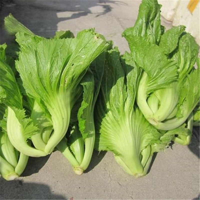 大肉甜油芥菜种子 新品种芥菜种子质嫩无渣大叶嫩绿 广东四季种植 原