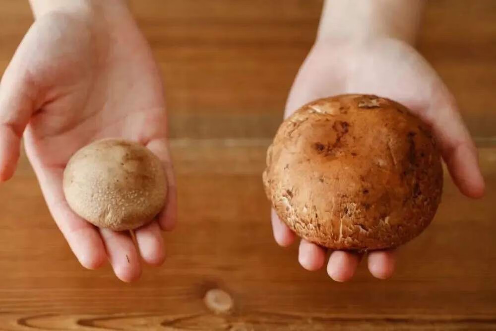 轻恋 新鲜牛排菇褐菇洋松茸波多黎各菌贵啡菇香啡菇烧烤生食 新鲜牛排