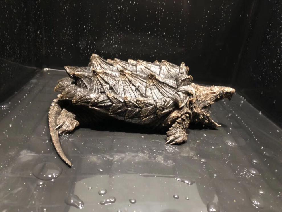 乌龟活体活物大鳄龟原色大鳄龟苗钓鱼龟真鳄龟凶猛宠物观赏龟家养办公