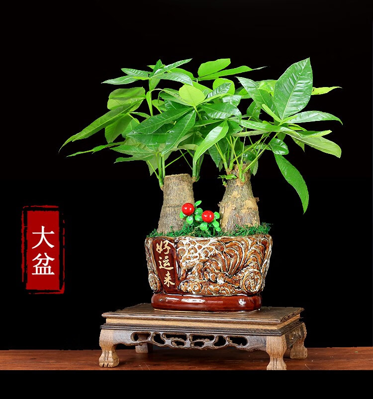 发财树盆栽植物组合盆景开业乔迁送礼室内客厅绿植树四季常青 双株