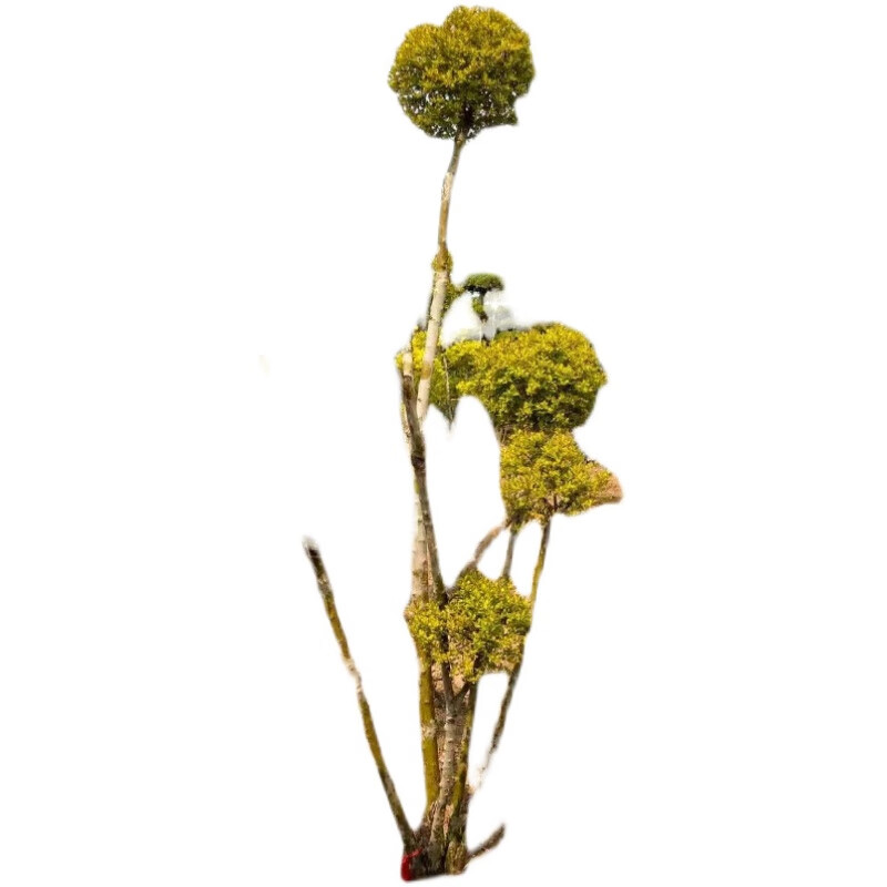 亮晶小叶女贞球形柠檬之光各种造型树四季常青棒棒糖植物庭院树苗 亮