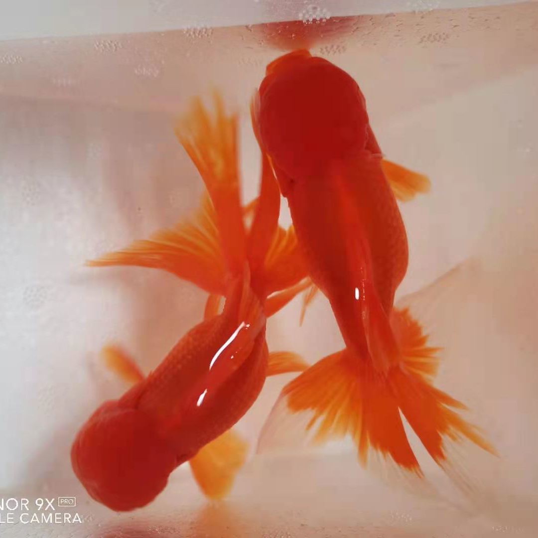 小金鱼鹤顶红头帽招财鱼活体红狮子头鸿运当头冷水鱼观赏鱼红金鱼红